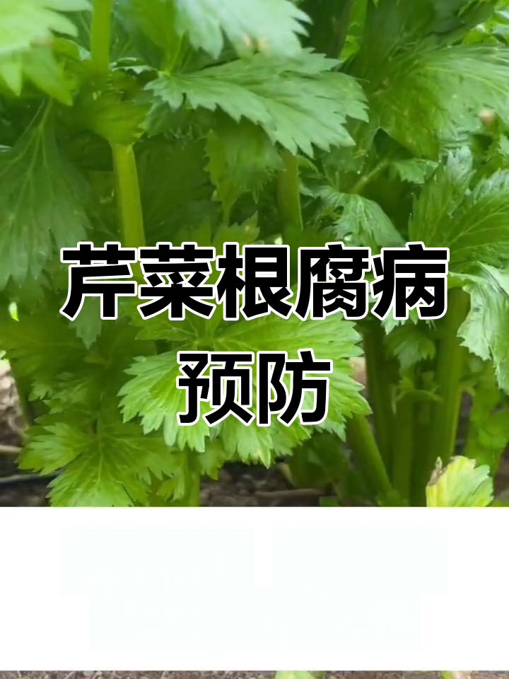 芹菜根腐病防治方法