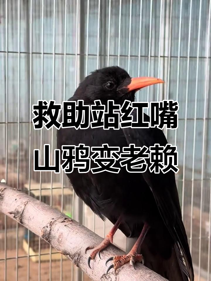 红嘴山鸦恢复后赖着不走，像“老赖”一样
