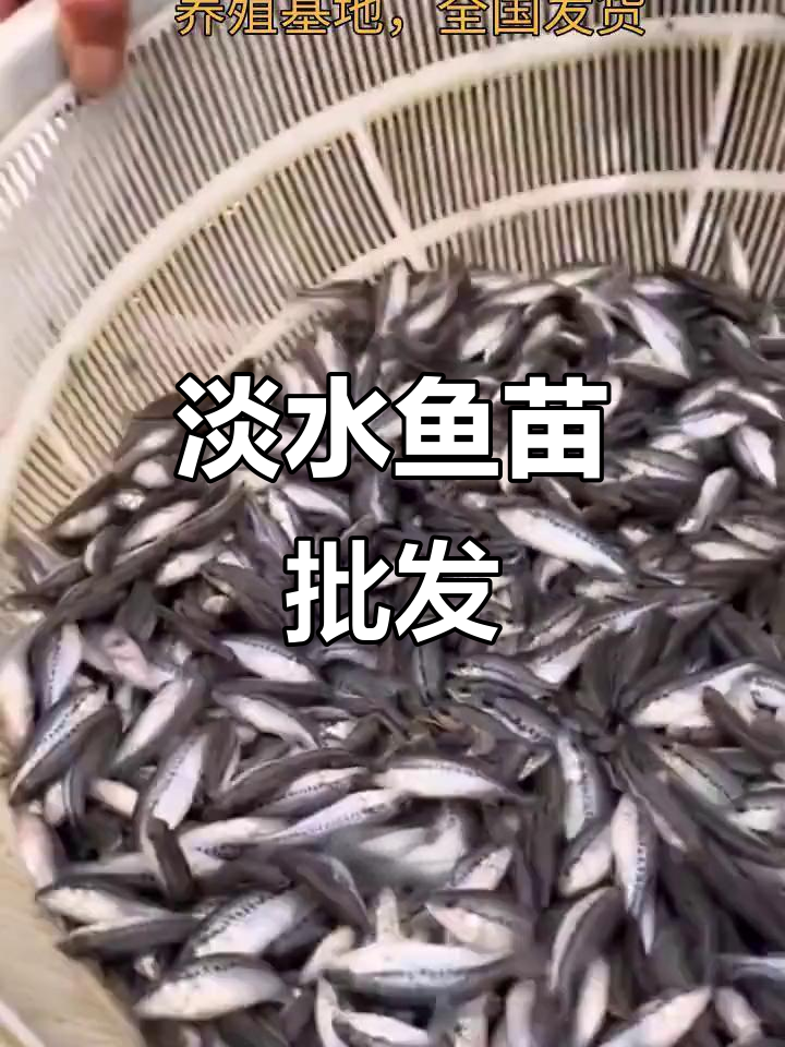 多种淡水鱼苗批发，价格实惠，满足不同养殖需求