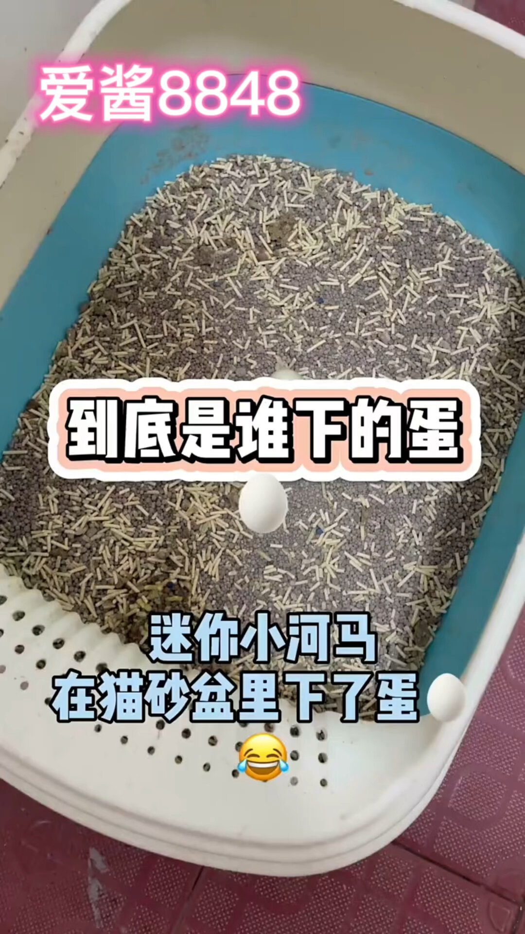 到底是不是小河马下的蛋?