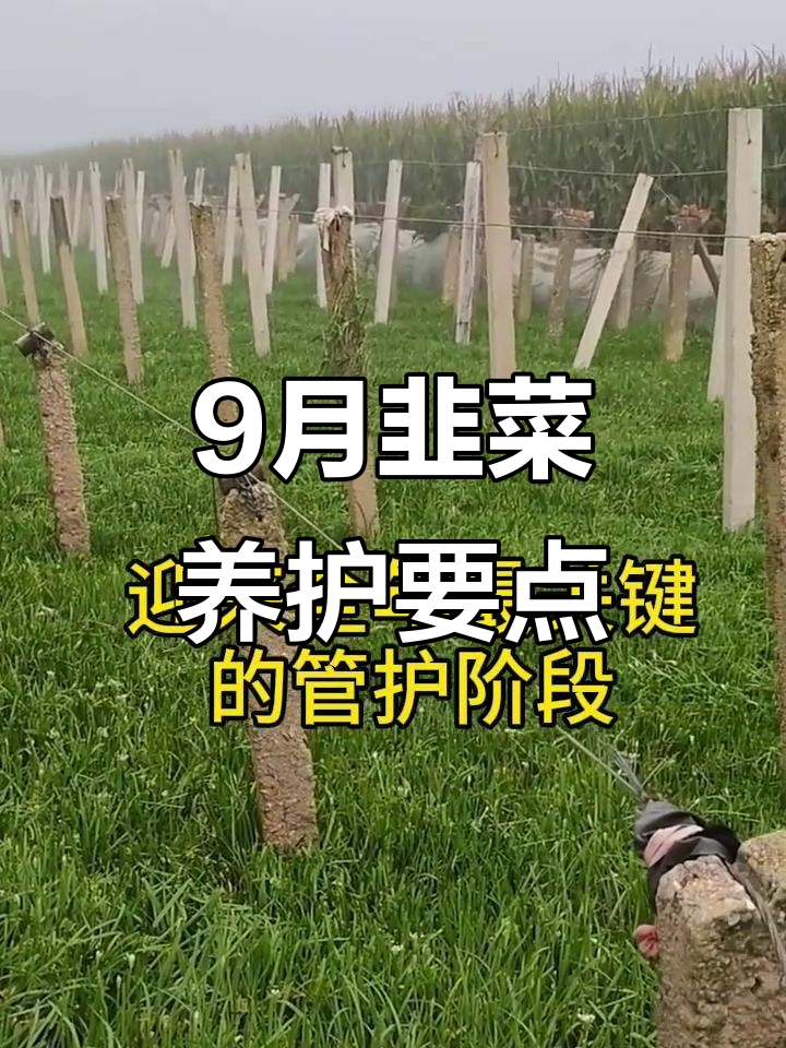 9月韭菜管理全攻略:防虫追肥一步到位