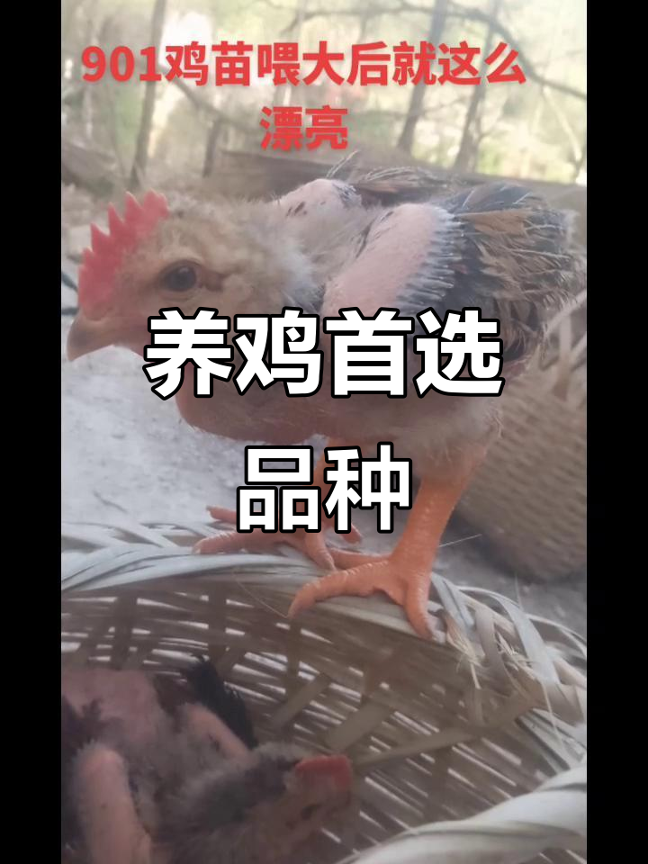 选新广901鸡苗,养鸡更轻松!