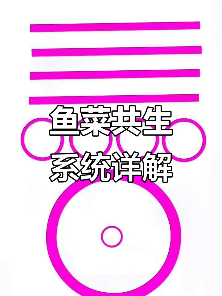 鱼菜共生系统全解析:消化、过滤与水循环全过程