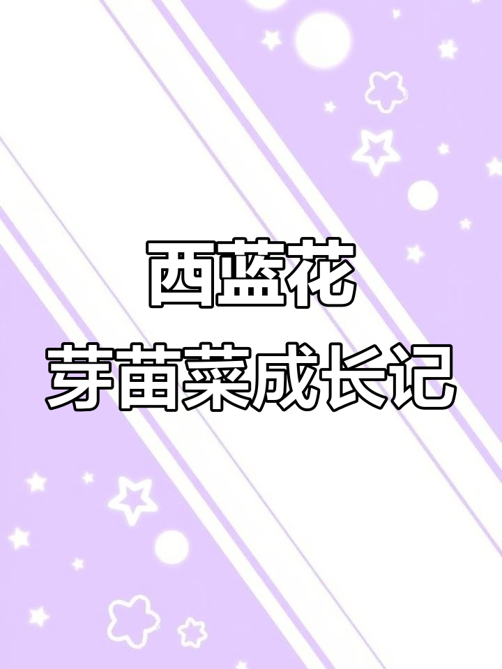西蓝花芽苗菜从播种到收获的全程记录,生长过程超有趣