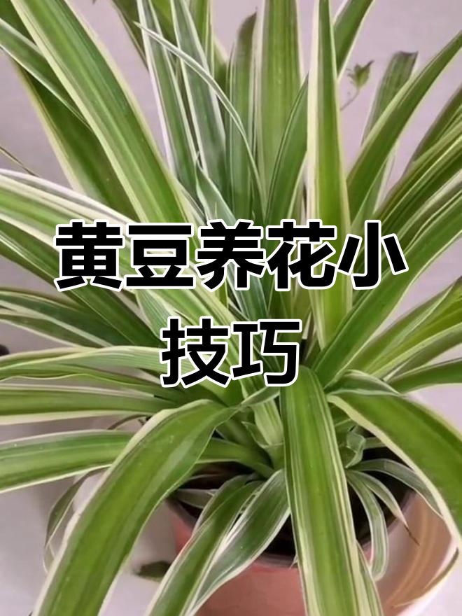 用黄豆做肥料,绿萝吊兰更茂盛