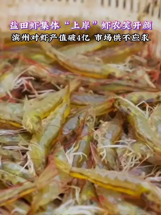 滨州盐田虾丰收，上岸便被各地客商抢购一空。今年对虾产量超1.3万吨，产值达4亿元，虾农亩均