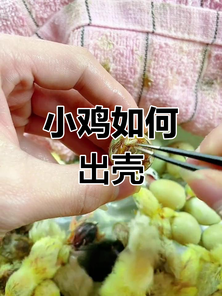 小鸡出壳全过程,自然与人工孵化对比