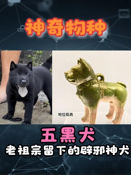 连舌头都是黑色的五黑犬,老祖宗当时该有多喜欢呀?五黑犬 五黑犬中华田园犬 黑狗 保护中华田