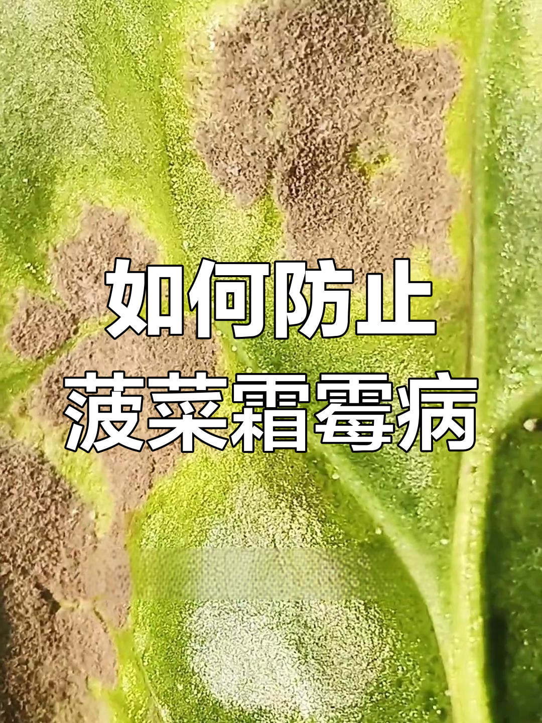 菠菜酸维病防治全攻略,轻松应对低温高湿环境下的病害