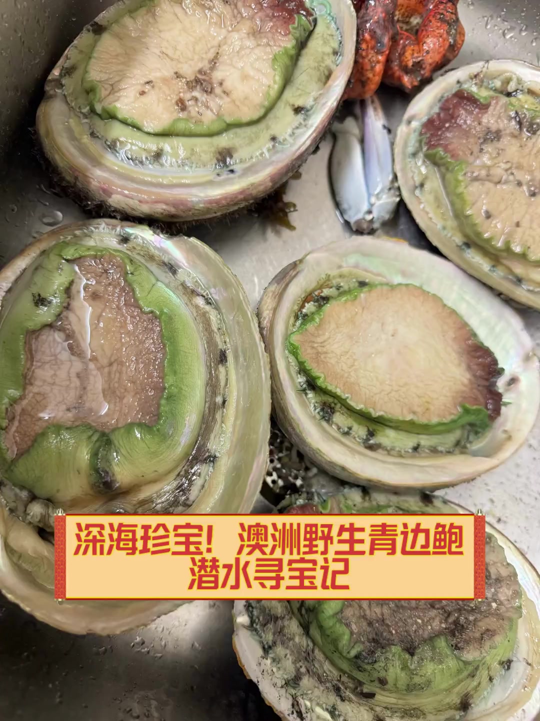 深海珍宝!澳洲野生青边鲍,潜水寻宝记
