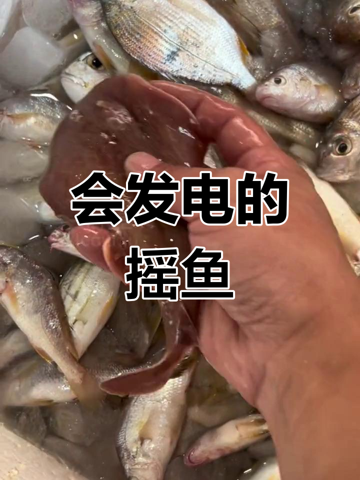 电鳐鱼:会放电的神秘生物