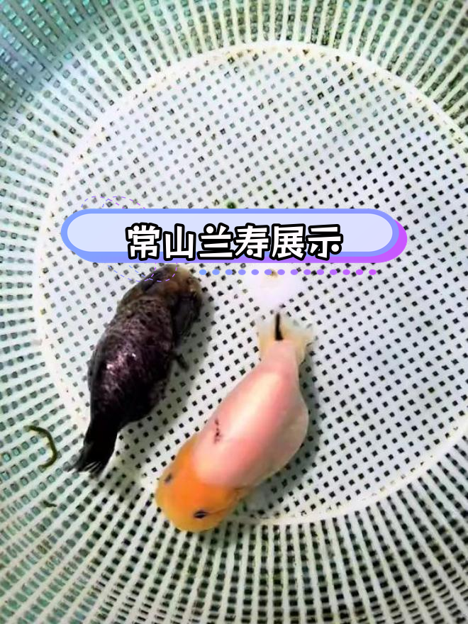高端兰寿金鱼鉴赏