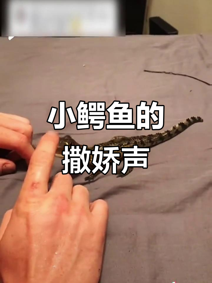 这只小鳄鱼太可爱了,叫声萌翻了!