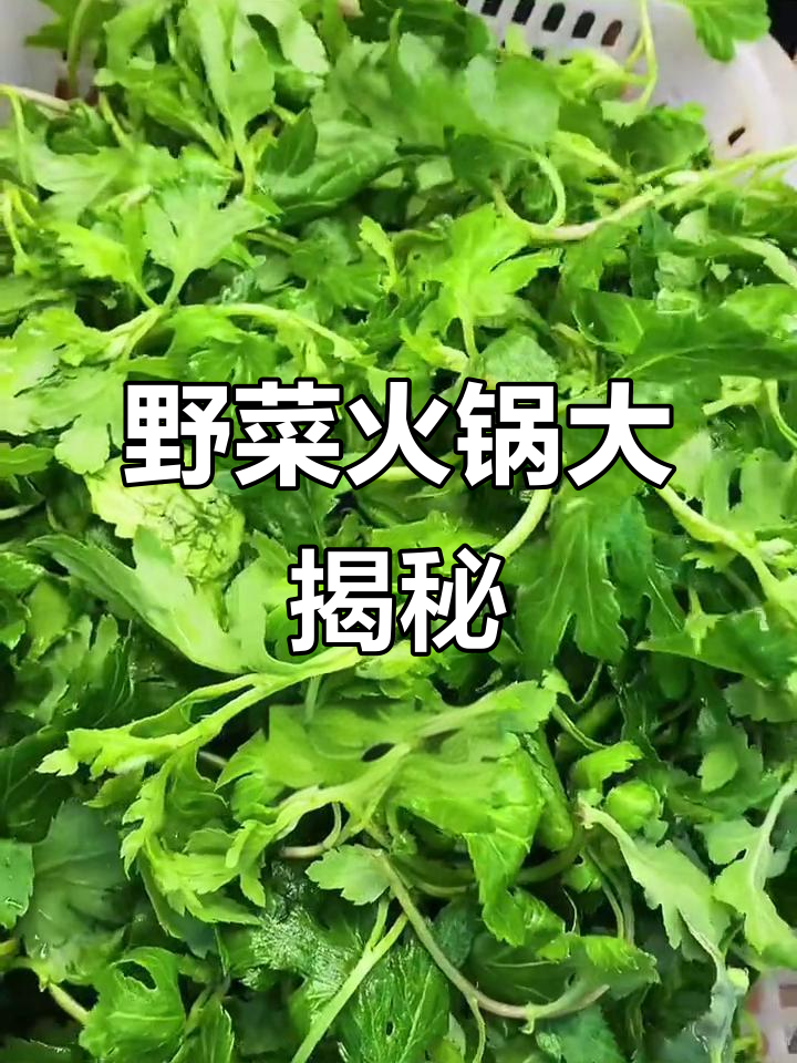 贵州野菜火锅，种类繁多，你尝过几种？