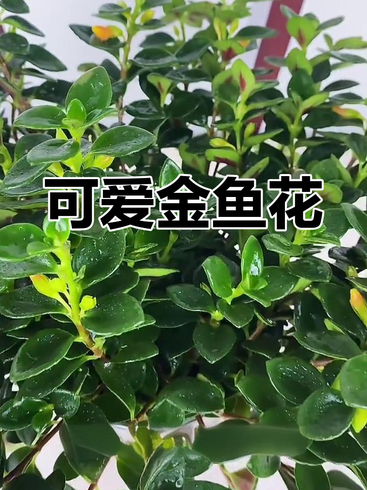 金鱼吊兰:叶片下的“小金鱼”花朵,秋天盛开如海草丛