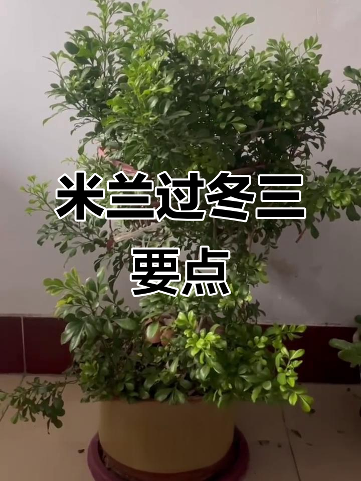 冬季米兰花如何养护?掌握这三点,花香满屋