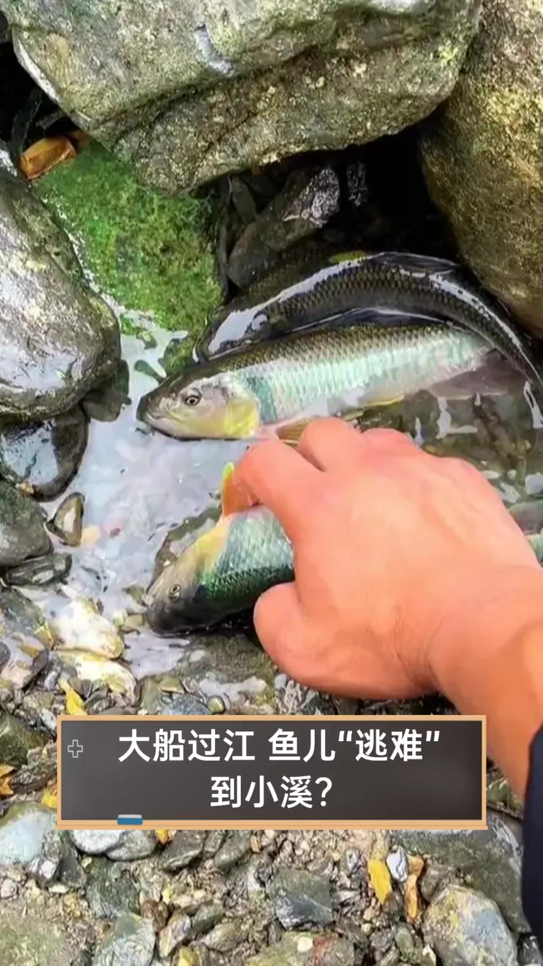 大船过江,鱼儿“逃难”到小溪?