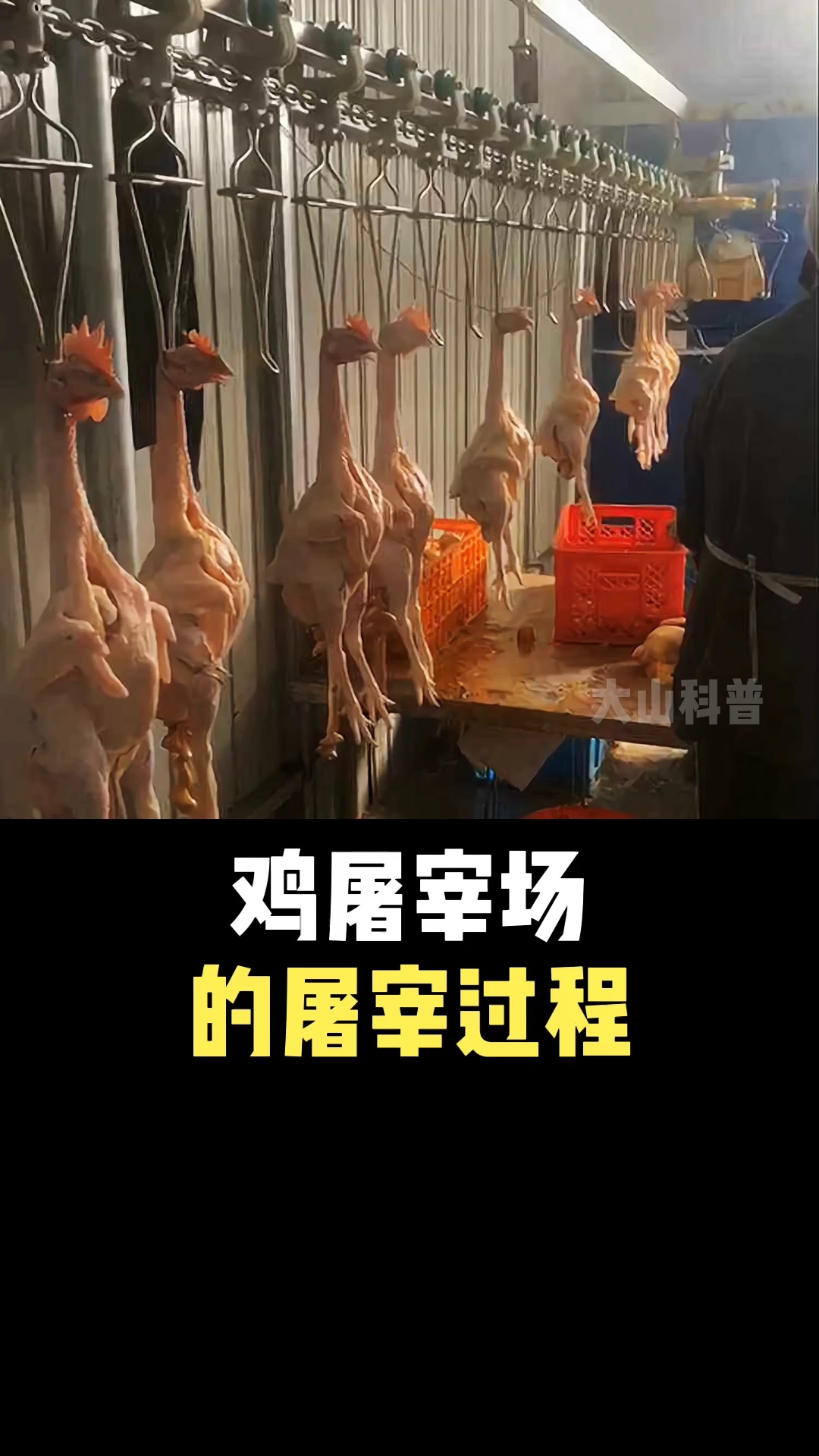 鸡屠宰厂屠宰鸡的过程