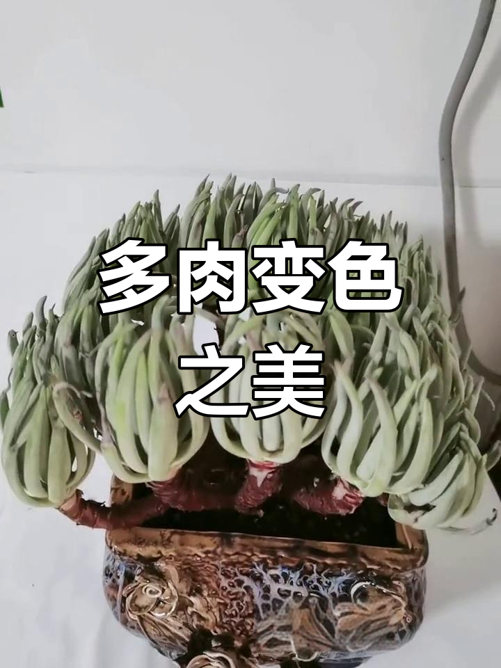 杜爱丽丝多肉,绿色变红,美丽独特