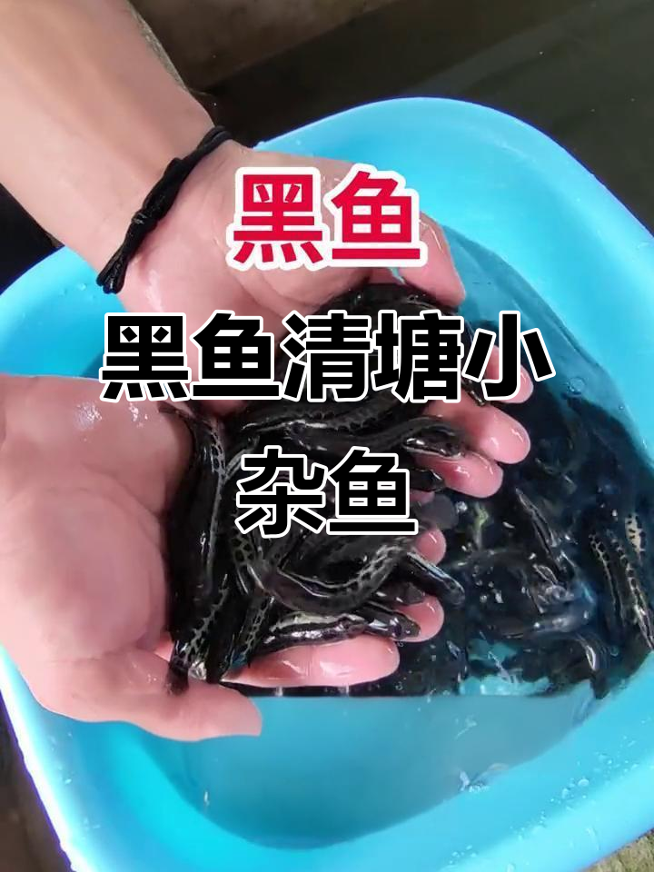 淡水黑鱼清理池塘杂鱼,一亩一条小黑鱼搞定