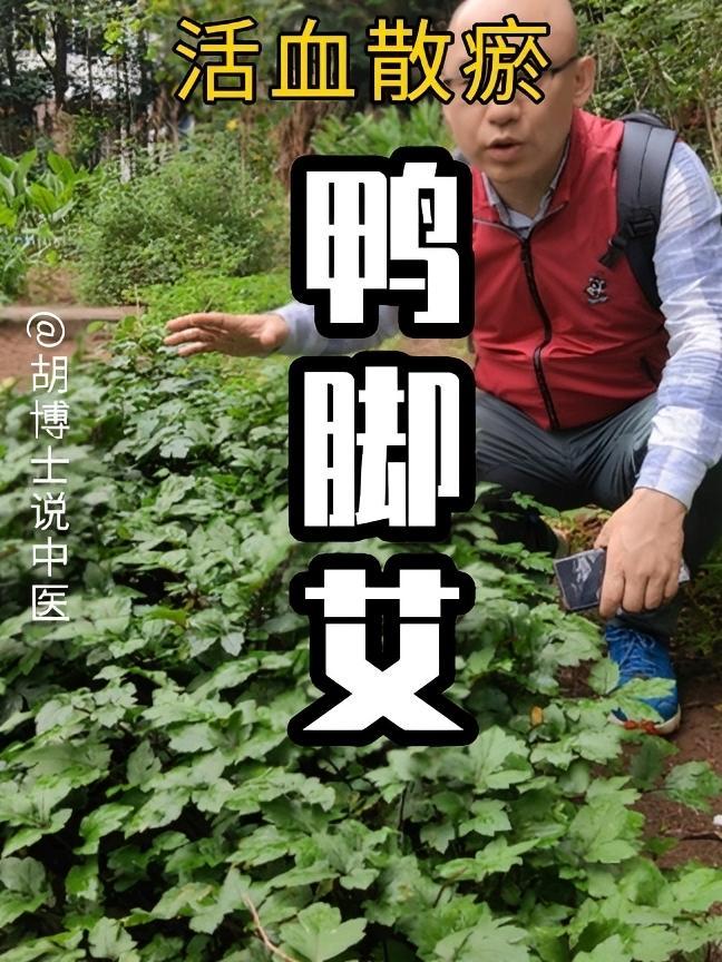 西南地区常见的 鸭脚艾 刘寄奴 四季菜 胡博士说中医 白苞蒿