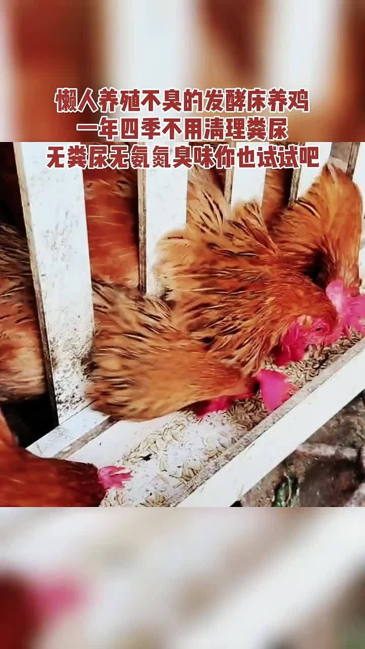 养殖 养鸡 农村散养土鸡 鸡鸭鹅养殖 发酵床 懒人养殖发酵床制作菌种兽用