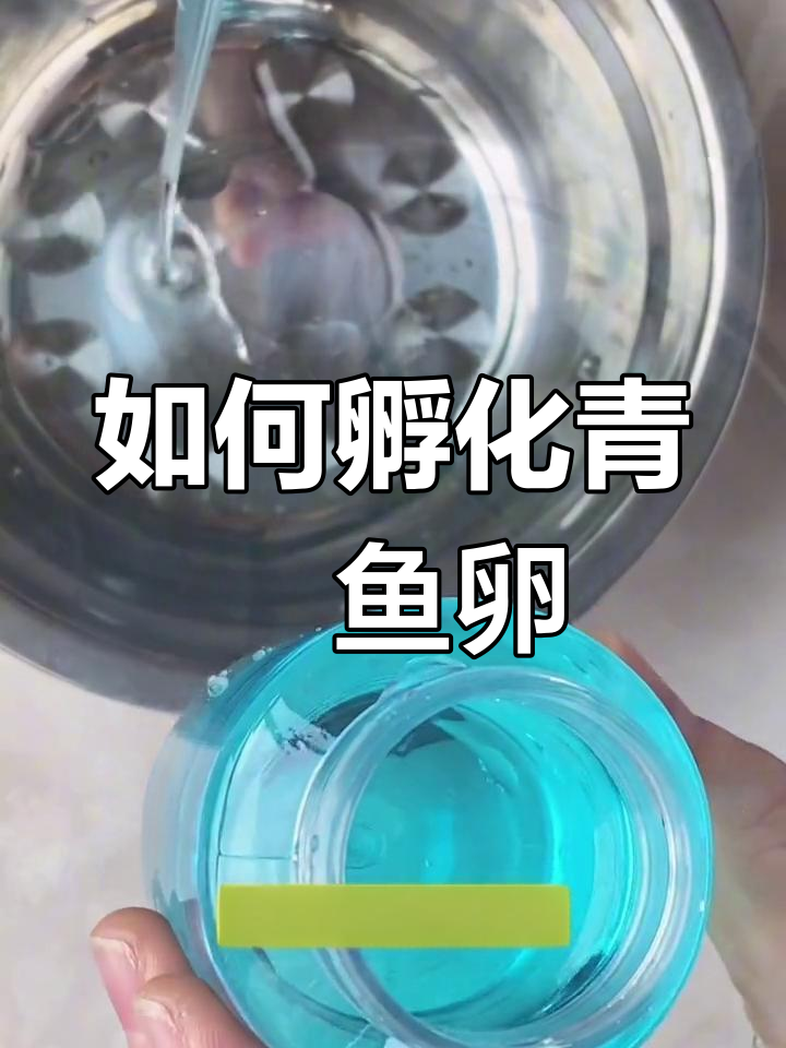30度适宜孵化观背青鳉鱼卵
