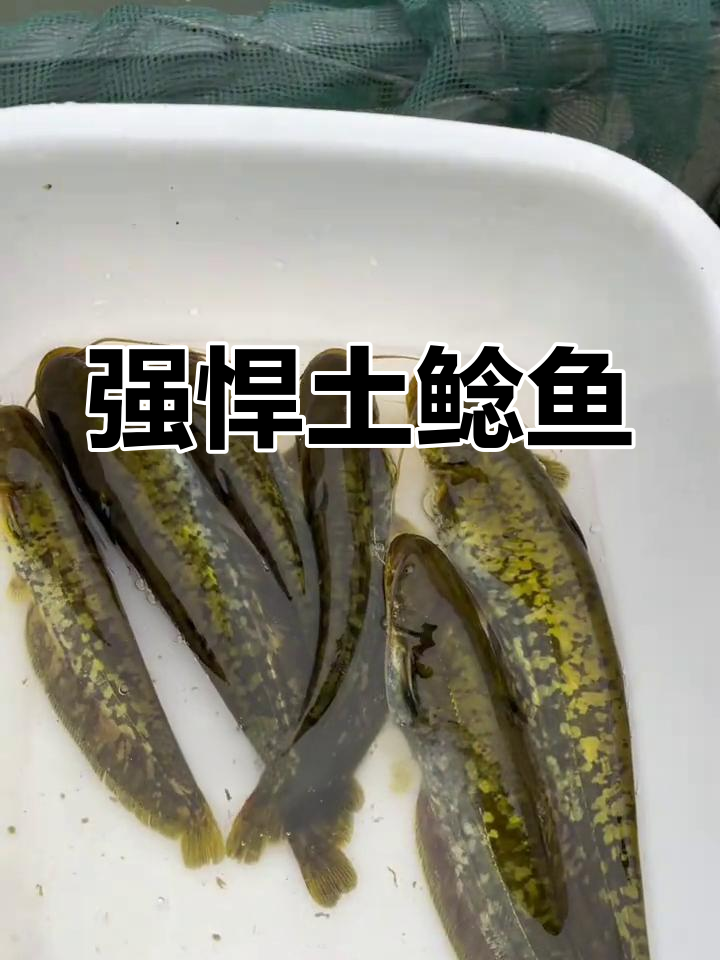 土鲶鱼:凶猛淡水肉食性鱼类,养殖简单又美味