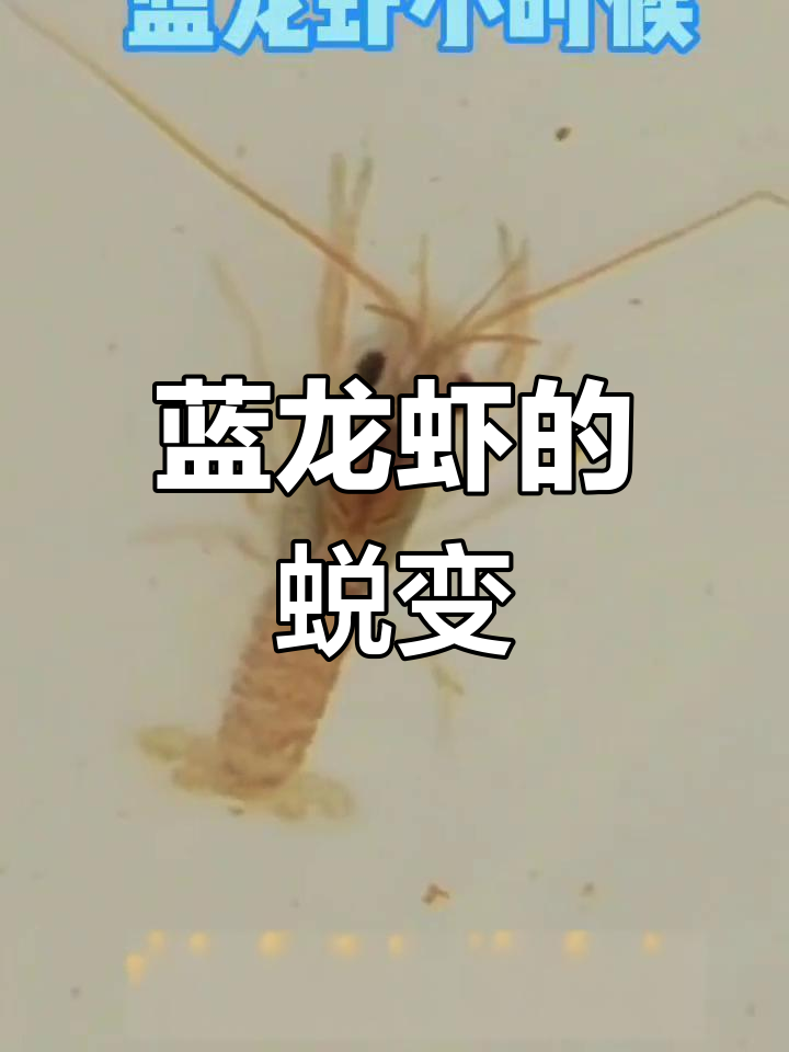 蓝龙虾成长惊艳,蜕变惊人