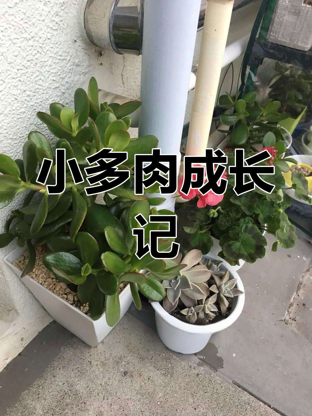 多肉植物从小苗长成小树,冬季绿意盎然,春天开出红唇花朵