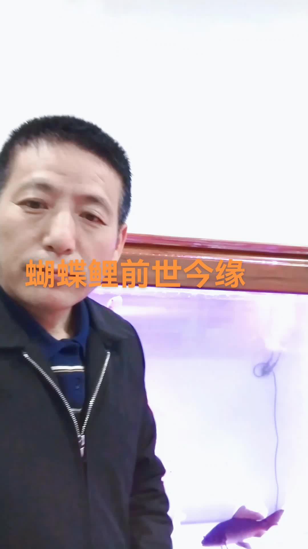 台湾蝴蝶鲤鱼的由来,故事你听过吗?蝴蝶鲤怎么养 杨凌养蝴蝶鲤