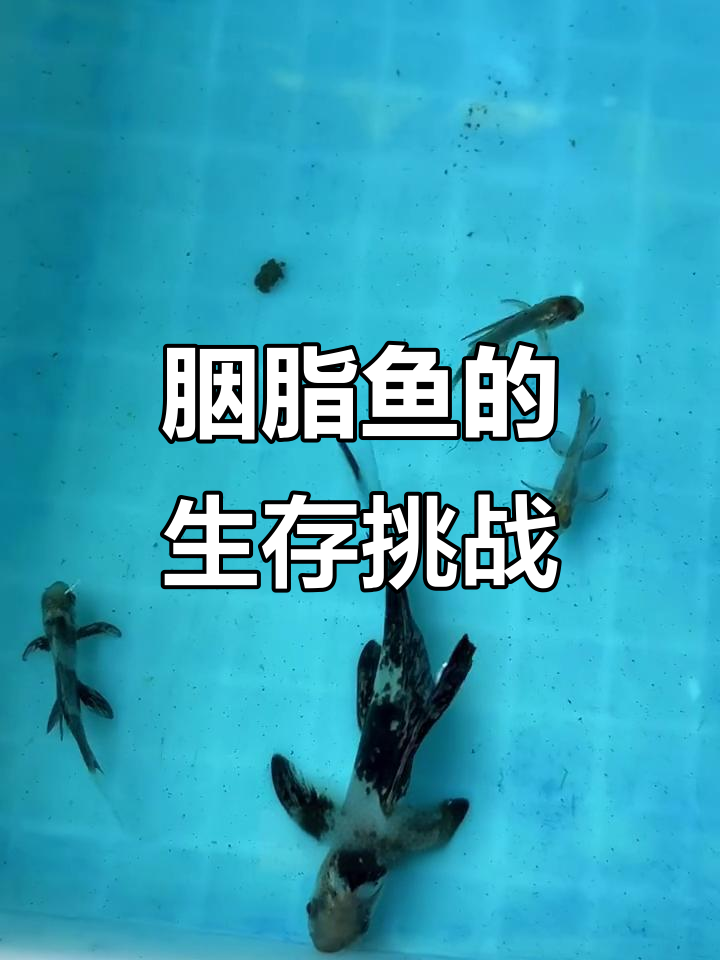 花小钱买的胭脂鱼,能成功养大吗?