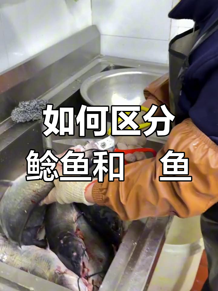 鲶鱼与鮰鱼的尾巴区别解析