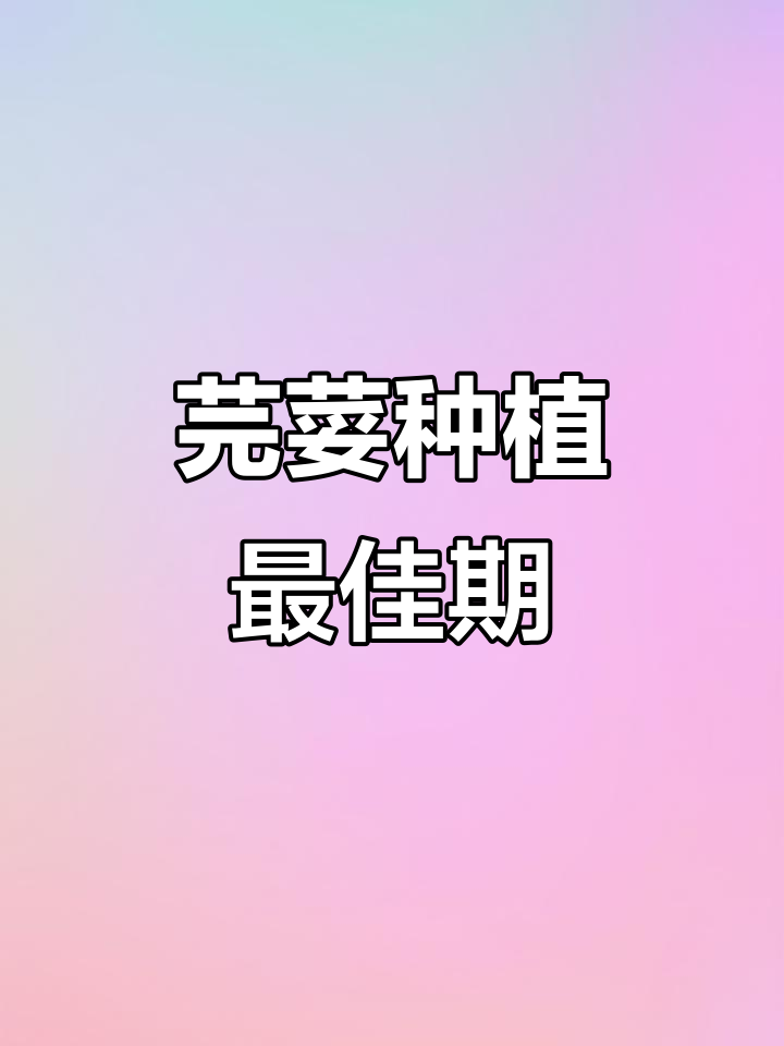 云南德宏芫荽，叶可食根能种，正是种植好时机