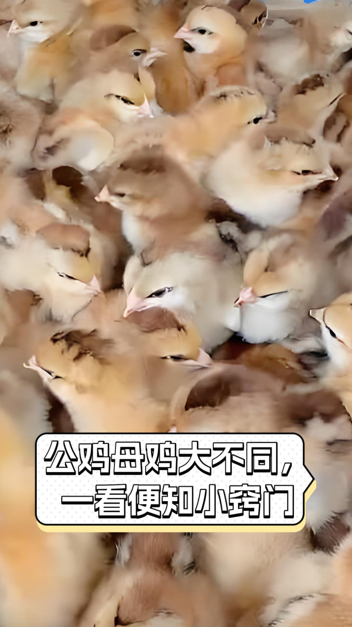 公鸡母鸡大不同,一看便知小窍门