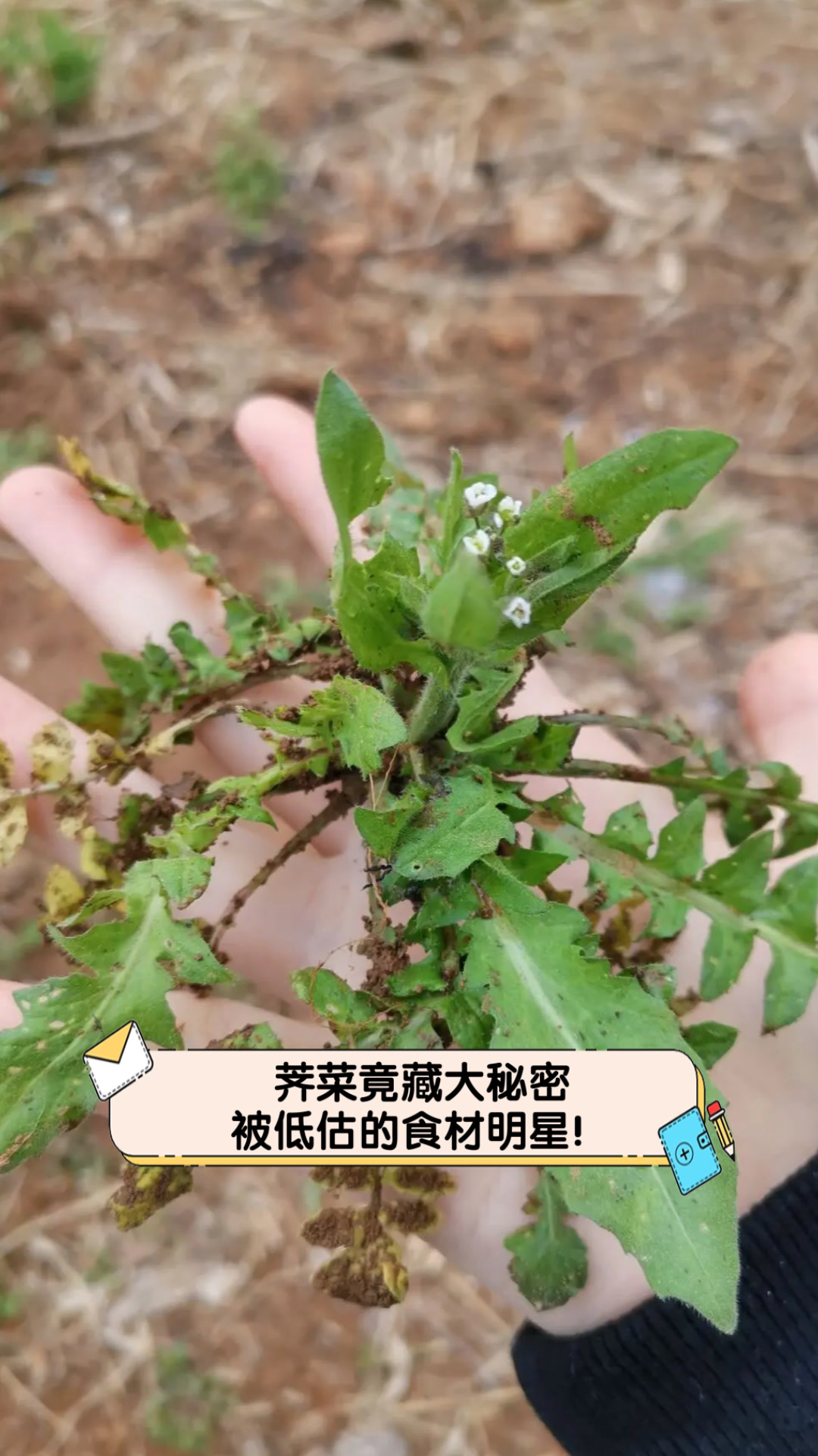 荠菜竟藏大秘密,被低估的食材明星!