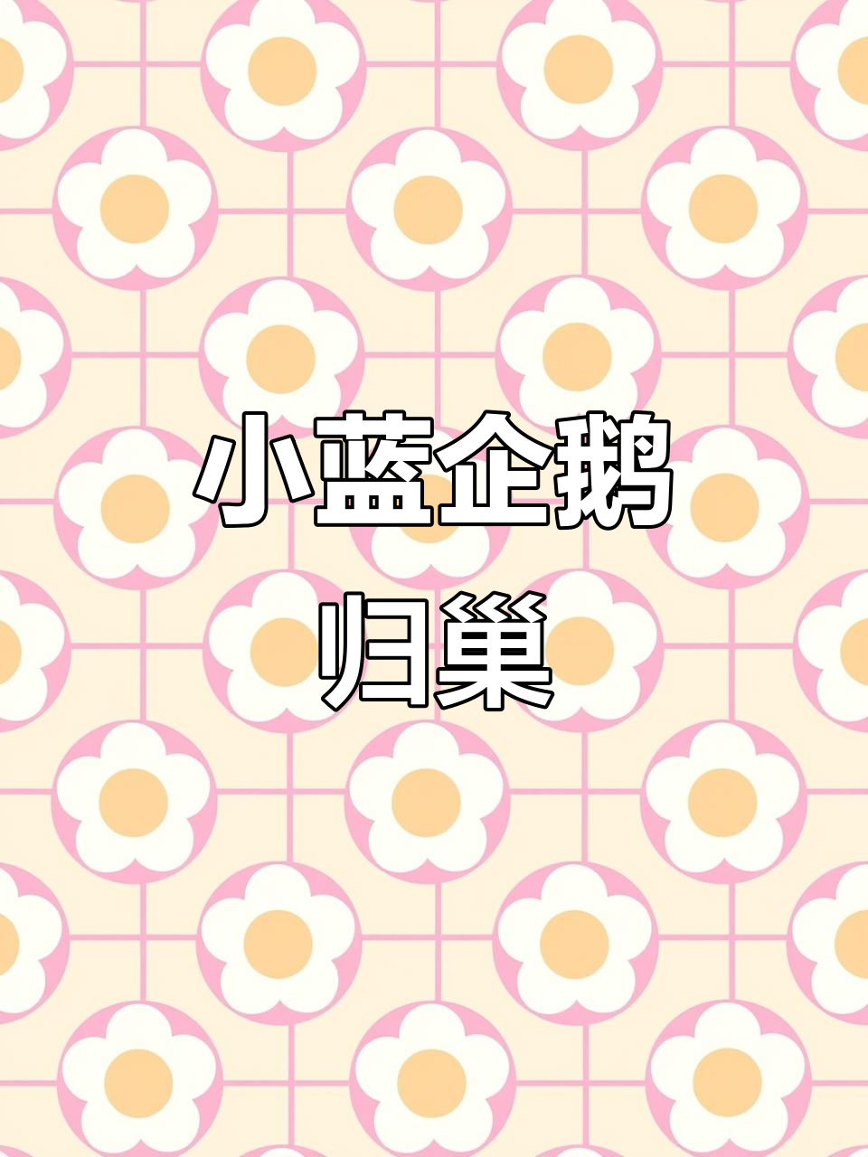 新西兰小蓝企鹅回家,萌态十足