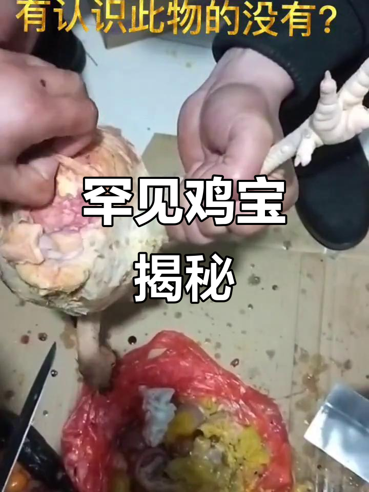 百年难得一见的鸡宝,竟藏在这颗鸡蛋里!
