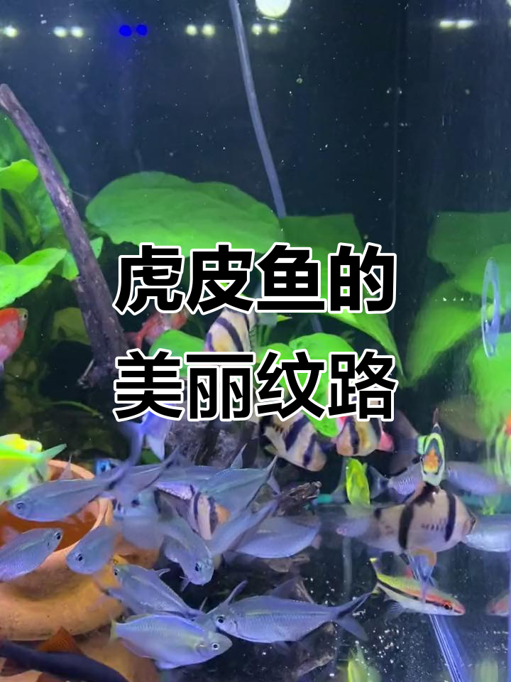 虎皮鱼,色彩斑斓,条纹独特