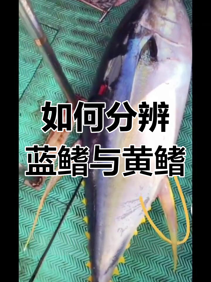 蓝鳍和黄鳍金枪鱼如何区分?一看就懂