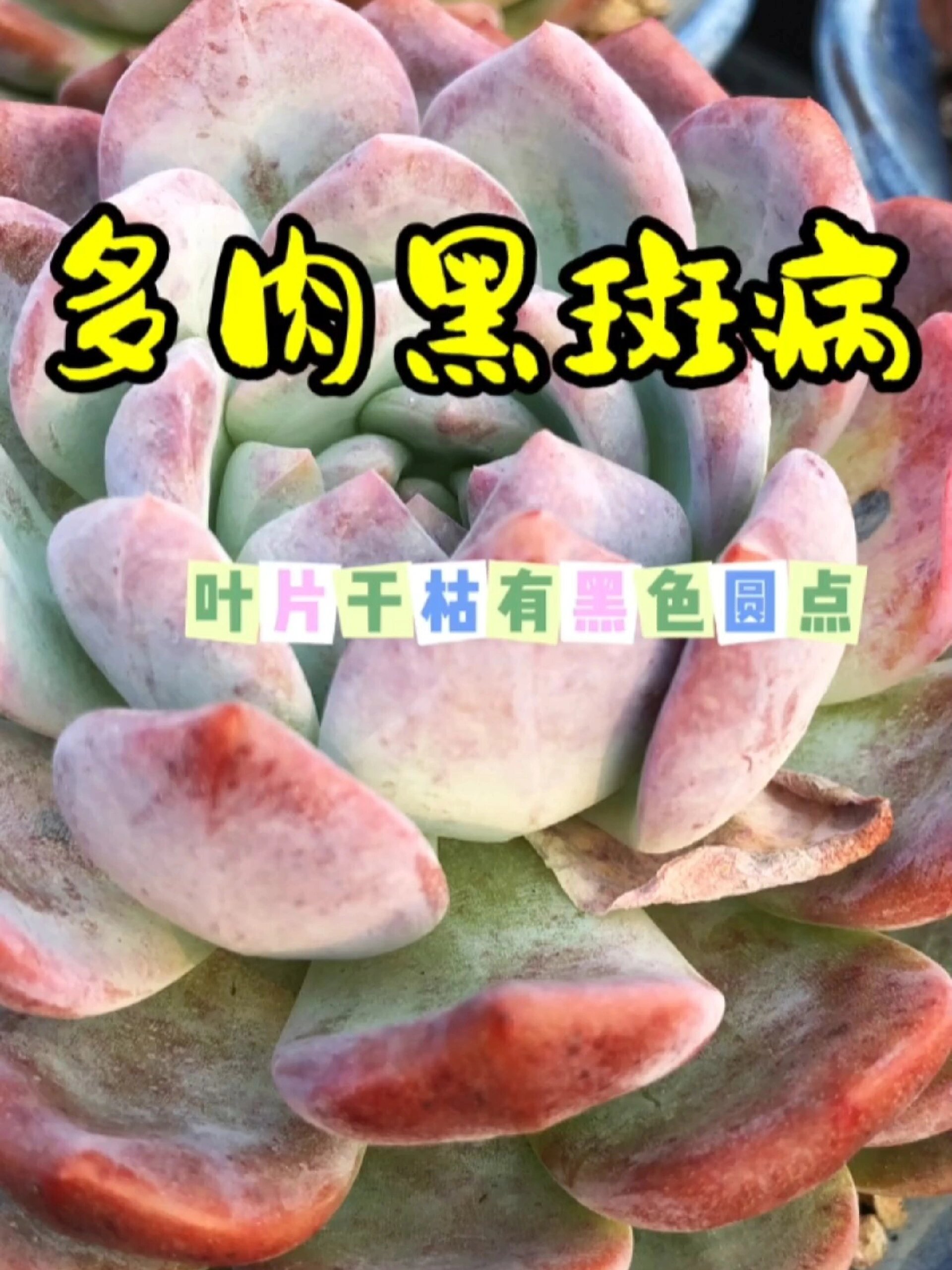 多肉叶片长黑斑点,变枯怎么回事?