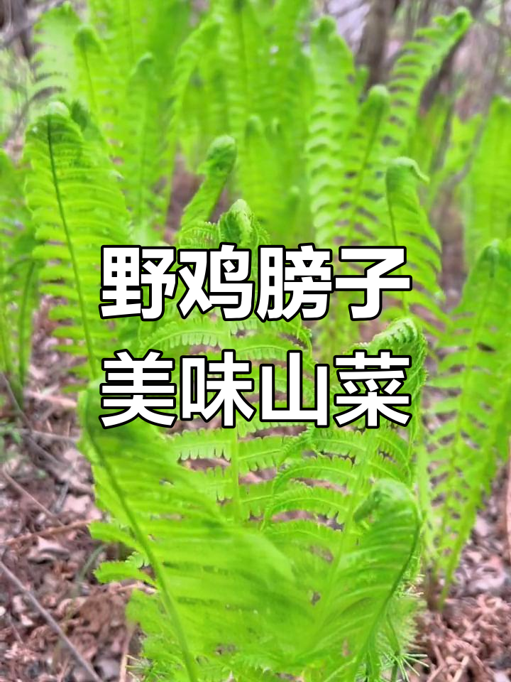 这种蕨类植物能吃,口感像黄瓜