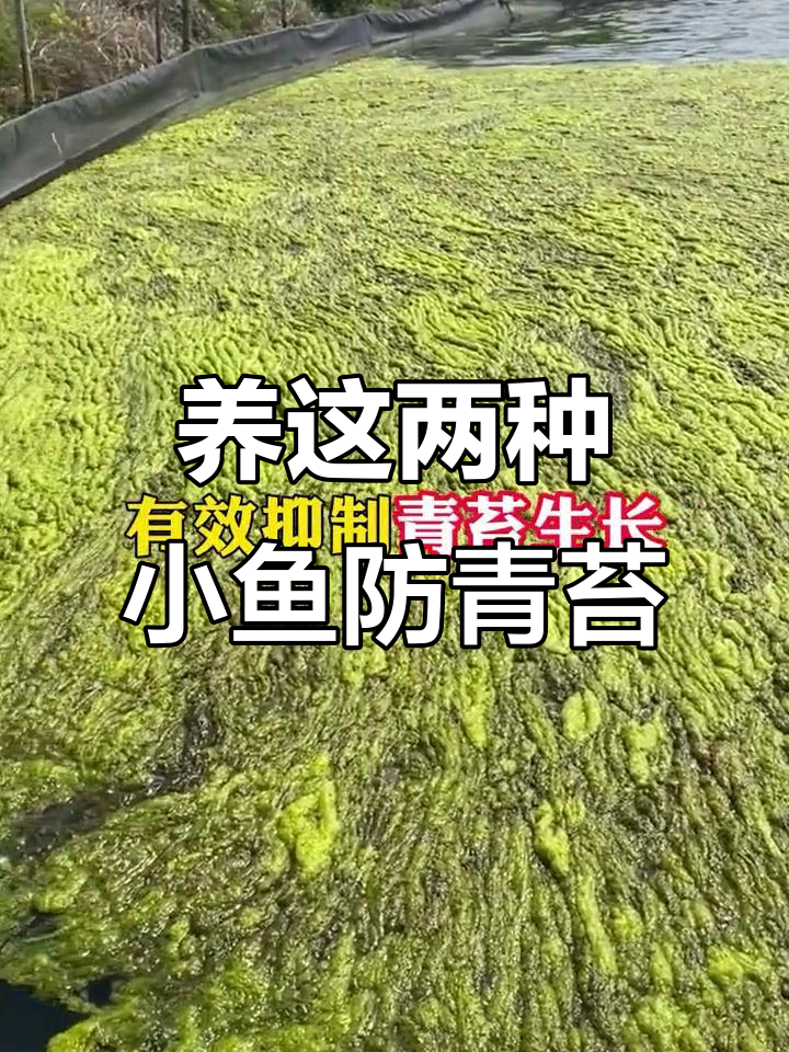 淡水石斑鱼和细鳞鱼,轻松抑制青苔生长