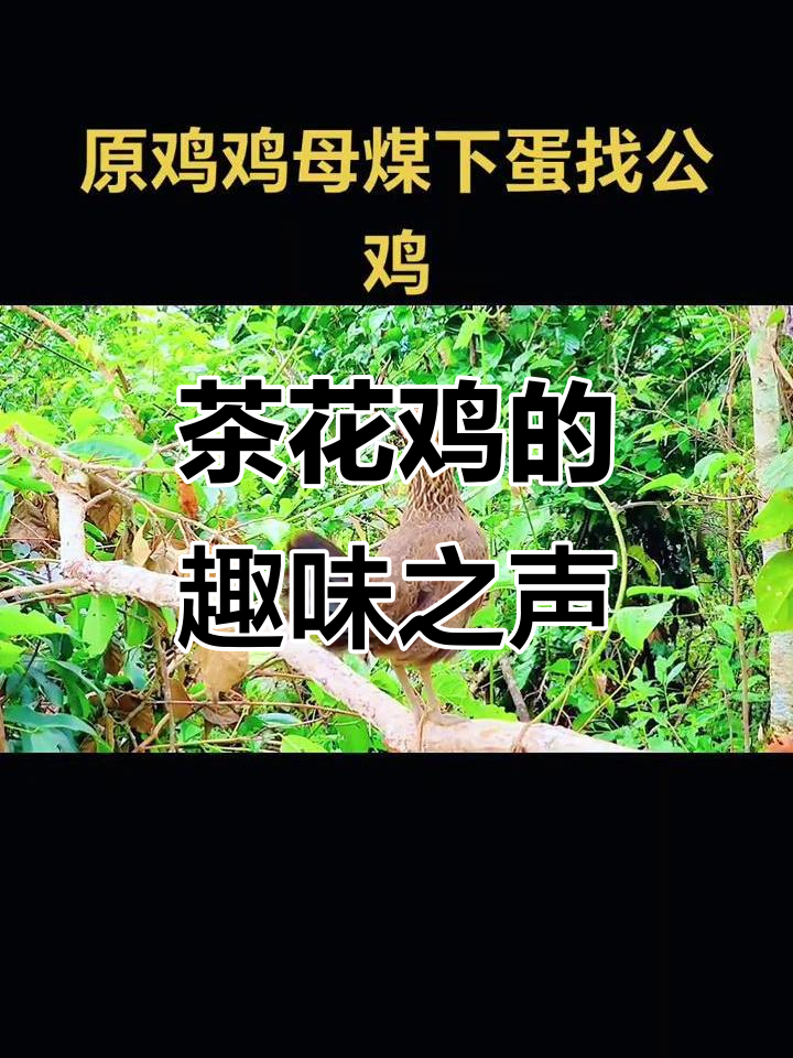 自家茶花鸡,叫声独特,逗趣十足