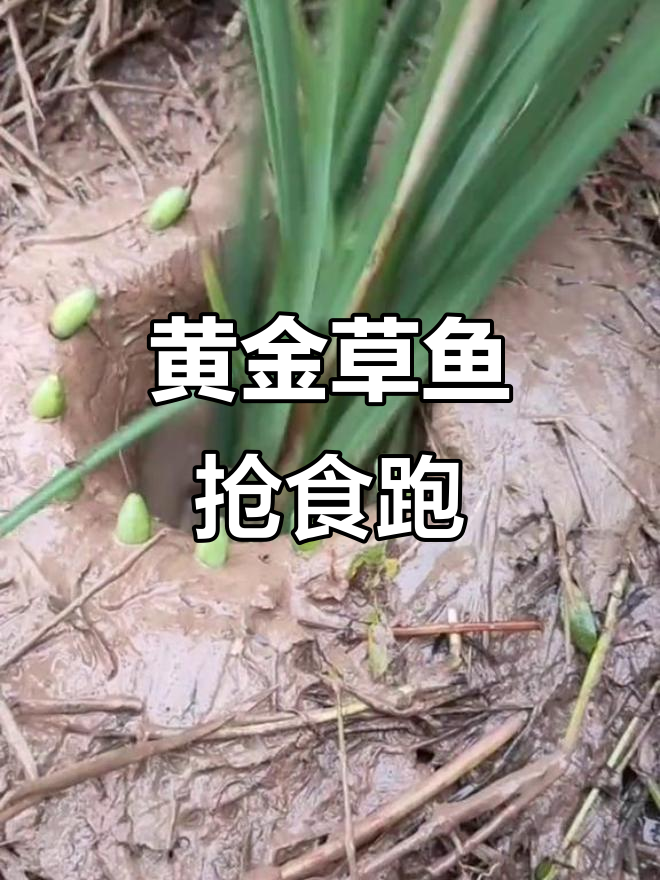 金黄色大草鱼吃香草,逃跑速度惊人