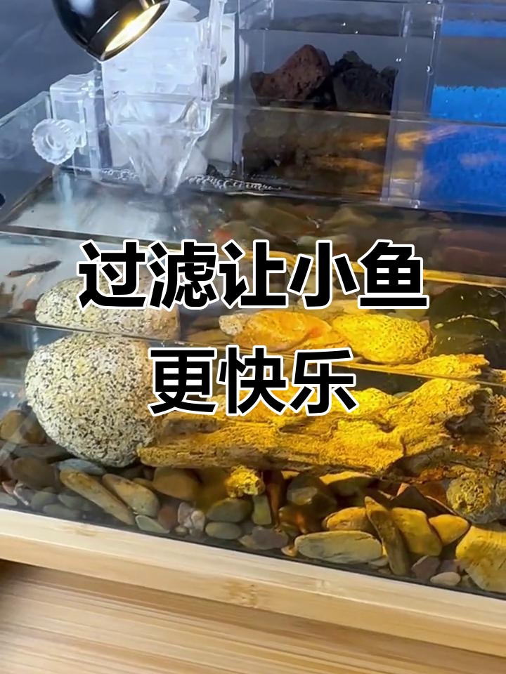 小鱼缸过滤器安装后,水质清澈,鱼儿更活泼