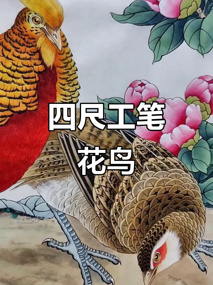工笔画四尺锦鸡与牡丹花,花开富贵尽显国色天香