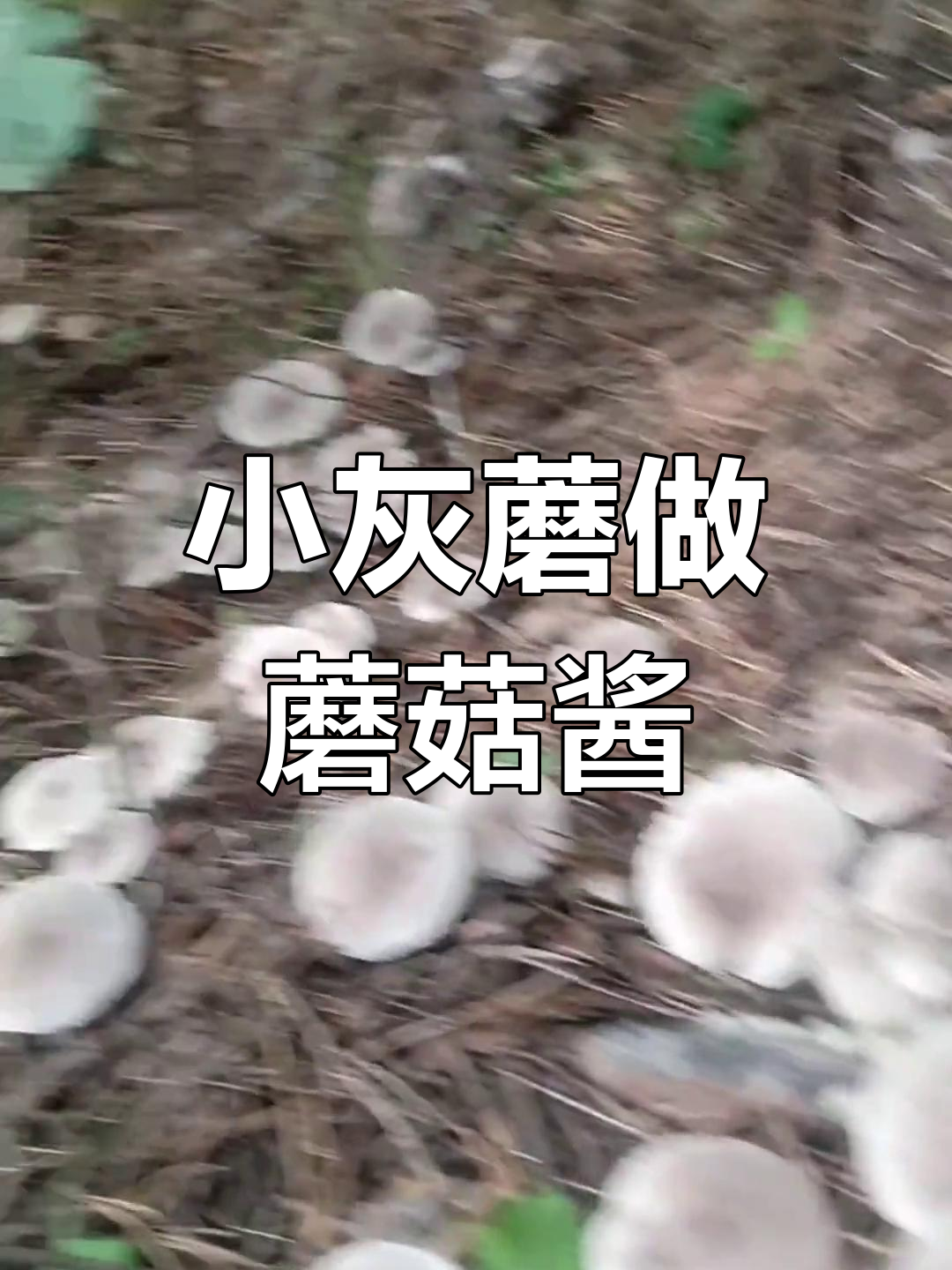 东北小灰蘑的独特做法:蘑菇酱拌饭,林区小姑娘捡菌子的乐趣