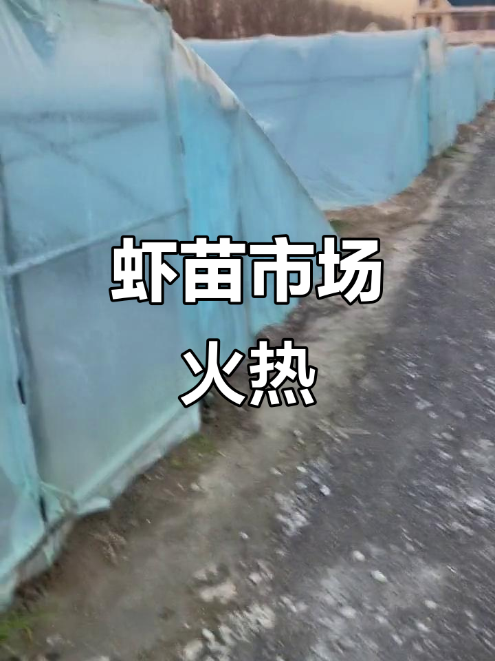 海南虾苗市场火爆,杨总喜获丰收,价格持续上涨