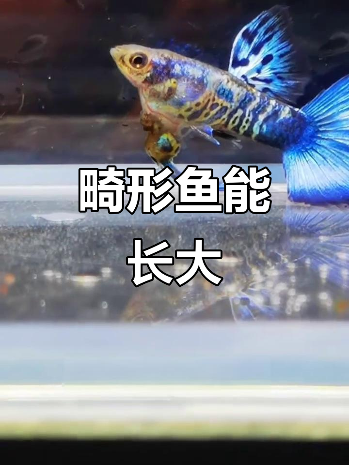 畸形鱼也能长成大公母，竟然有“尾巴”寄生物